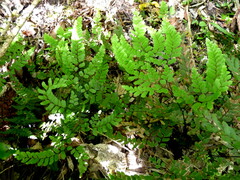 Adiantum fulvum