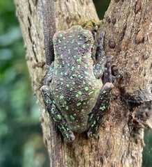 Plectrohyla