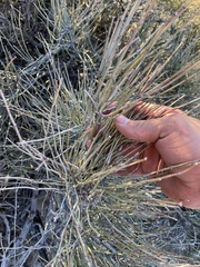 Ephedra aspera