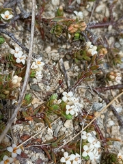 Pimelea prostrata