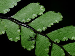 Adiantum fulvum