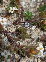 Pimelea prostrata