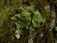 Yarrumia colensoi