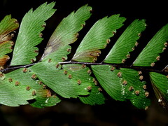 Adiantum fulvum