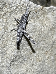 Clematodes larreae