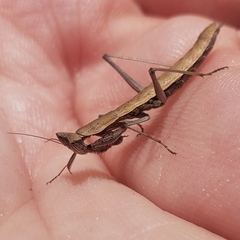 Yersiniops solitarius