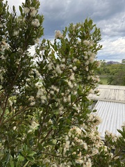 Syzygium paniculatum