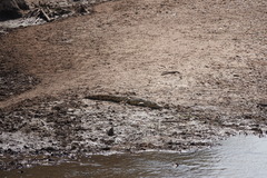 Crocodylus niloticus