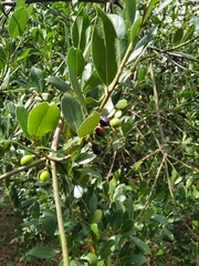 Laurus nobilis