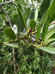 Laurus nobilis
