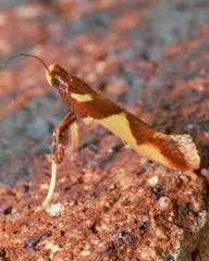 Caloptilia xanthopharella
