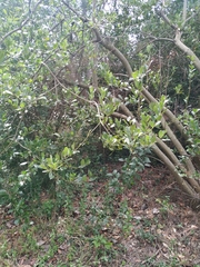 Laurus nobilis