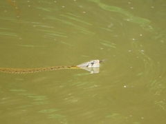 Fowlea flavipunctata