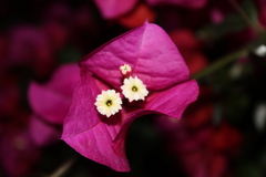 Magnoliopsida