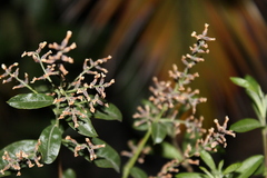 Aloysia