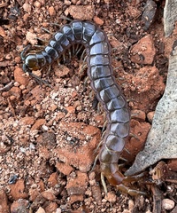 Cormocephalus