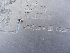 Attulus atricapillus