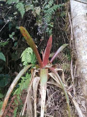 Tillandsia complanata