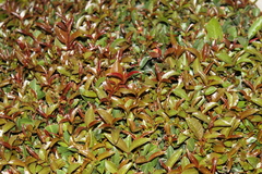 Ligustrum ovalifolium