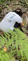 Macrothelypteris