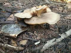 Clitocybe brunneocephala