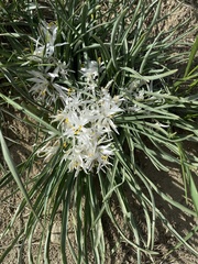 Leucocrinum montanum