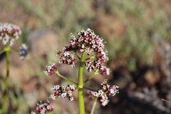 Valeriana polemonifolia