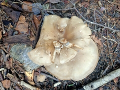 Clitocybe brunneocephala