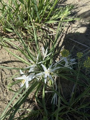 Leucocrinum montanum