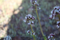 Valeriana polemonifolia