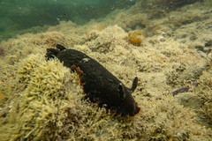 Dendrodoris nigra