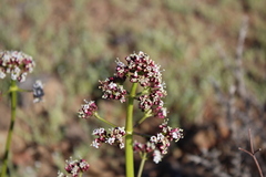 Valeriana polemonifolia