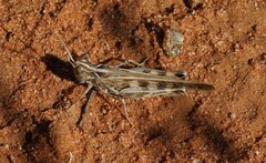 Chortoicetes terminifera