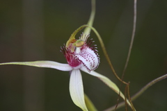 Caladenia serotina