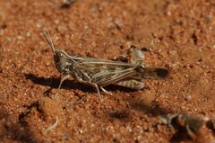 Chortoicetes terminifera