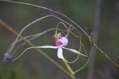 Caladenia serotina