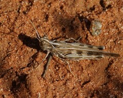 Chortoicetes terminifera