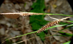 Carex solandri