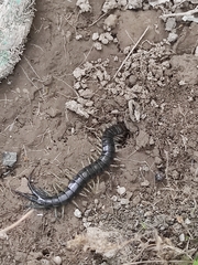 Scolopendridae