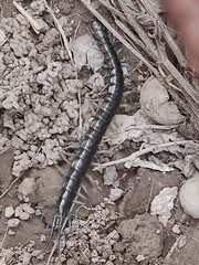 Scolopendridae