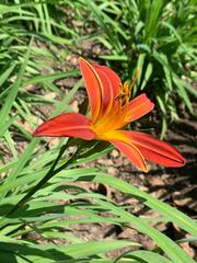 Hemerocallis