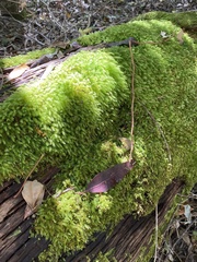 Pyrrhobryum paramattense