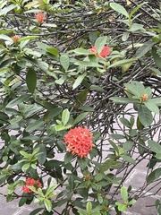 Ixora coccinea
