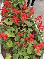 Salvia splendens