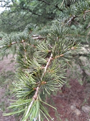 Cedrus libani