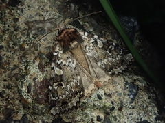 Xestia speciosa