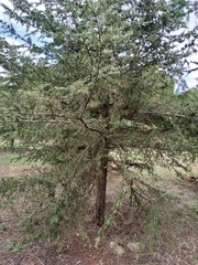 Cedrus libani