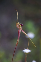 Caladenia radiata