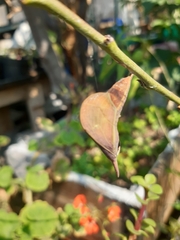 Phoebis philea