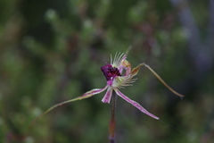 Caladenia radiata